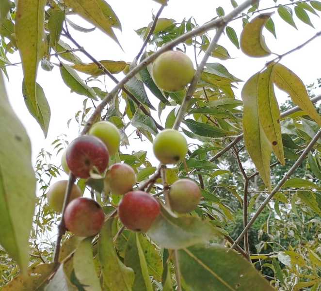 Перу, в натуре! Крайний север, декабрь 2025 – январь 2026