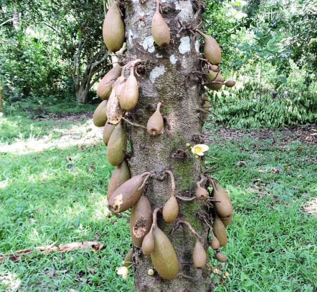 Перу, в натуре! Крайний север, декабрь 2025 – январь 2026