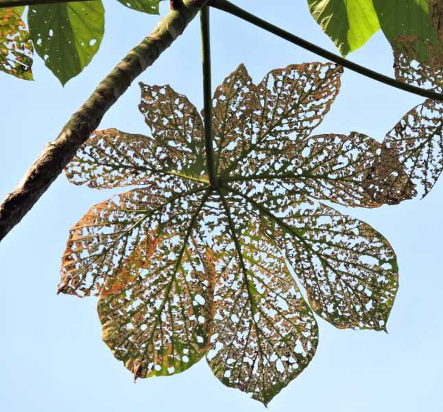 Перу, в натуре! Крайний север, декабрь 2025 – январь 2026