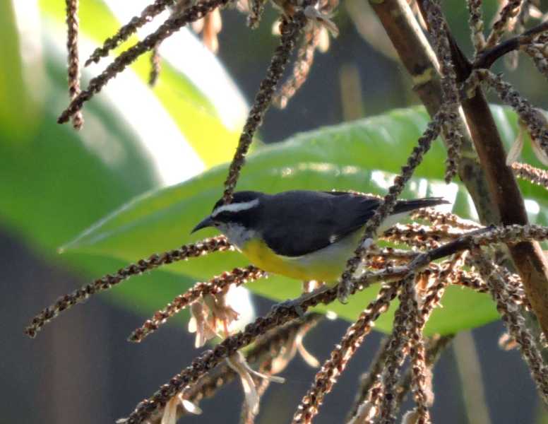 Перу, в натуре! Крайний север, декабрь 2025 – январь 2026