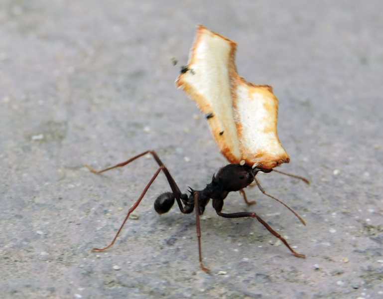 Перу, в натуре! Крайний север, декабрь 2025 – январь 2026