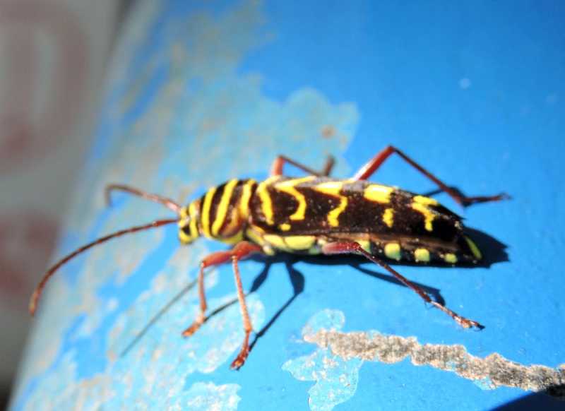 Перу, в натуре! Крайний север, декабрь 2025 – январь 2026