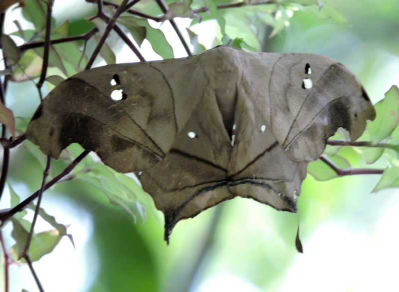 Перу, в натуре! Крайний север, декабрь 2025 – январь 2026