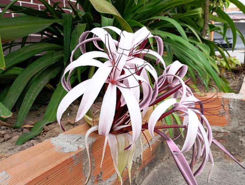 Перу, в натуре! Крайний север, декабрь 2025 – январь 2026