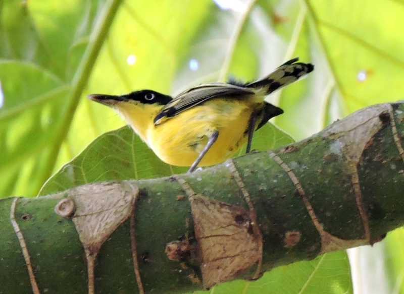 Перу, в натуре! Крайний север, декабрь 2025 – январь 2026