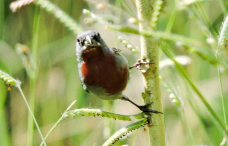 Перу, в натуре! Крайний север, декабрь 2025 – январь 2026