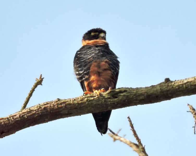 Перу, в натуре! Крайний север, декабрь 2025 – январь 2026
