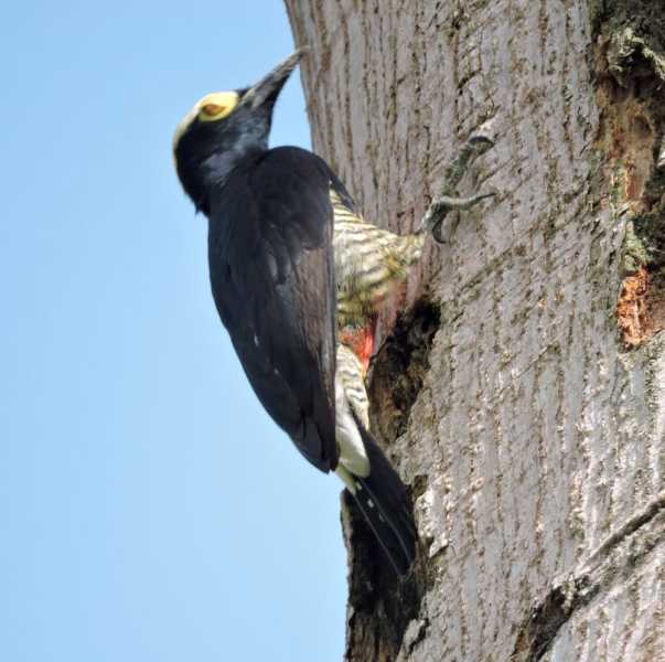 Перу, в натуре! Крайний север, декабрь 2025 – январь 2026