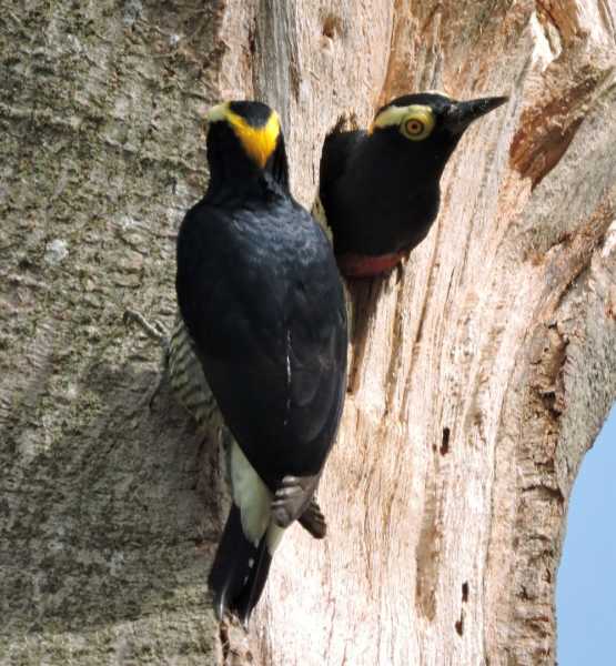 Перу, в натуре! Крайний север, декабрь 2025 – январь 2026