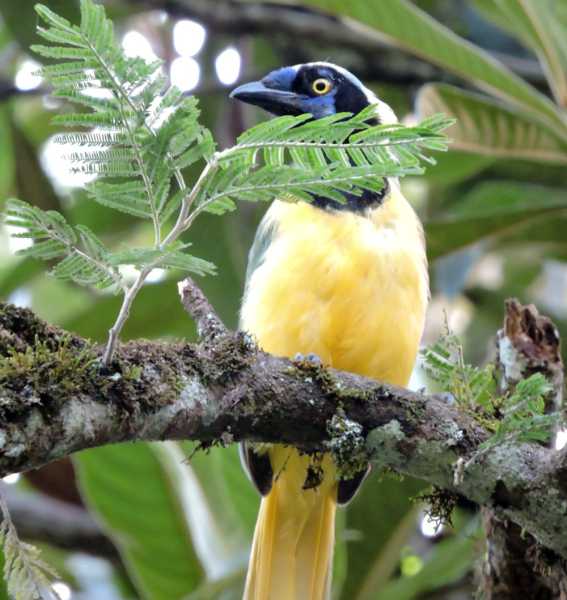 Перу, в натуре! Крайний север, декабрь 2025 – январь 2026