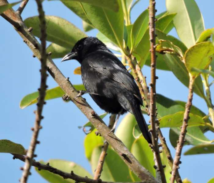 Перу, в натуре! Крайний север, декабрь 2025 – январь 2026