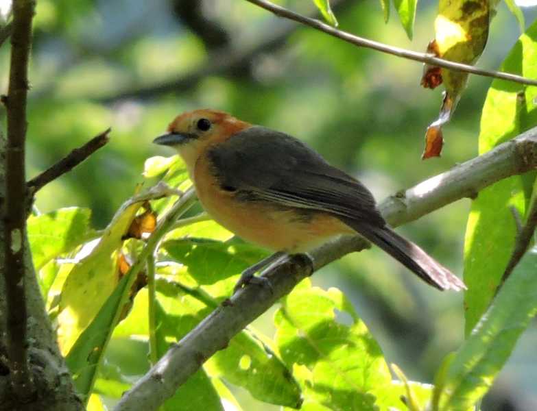 Перу, в натуре! Крайний север, декабрь 2025 – январь 2026