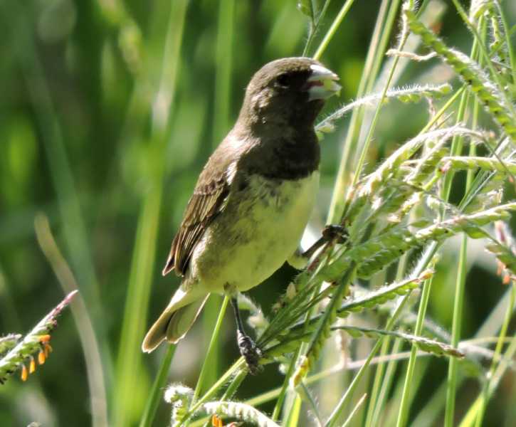 Перу, в натуре! Крайний север, декабрь 2025 – январь 2026