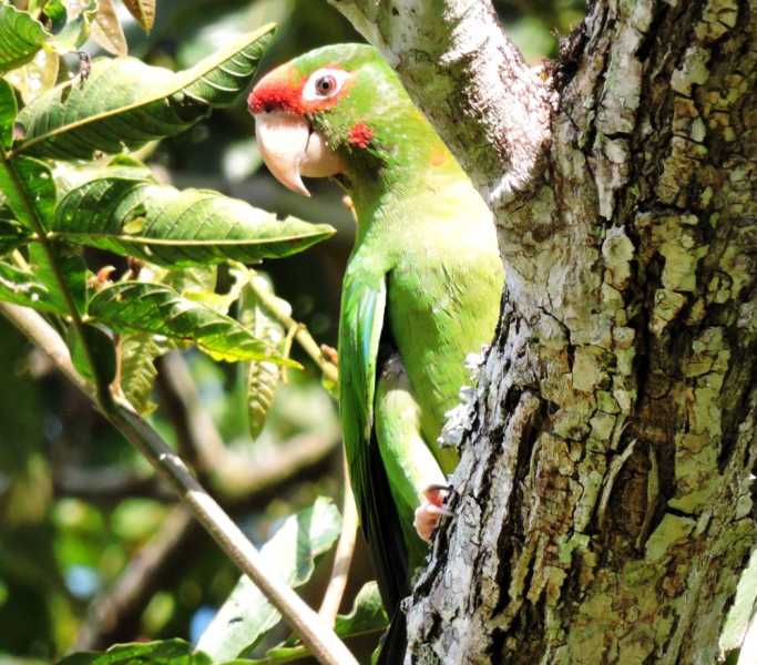 Перу, в натуре! Крайний север, декабрь 2025 – январь 2026