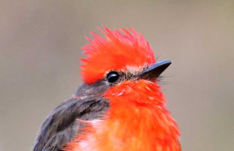 Перу, в натуре! Крайний север, декабрь 2025 – январь 2026