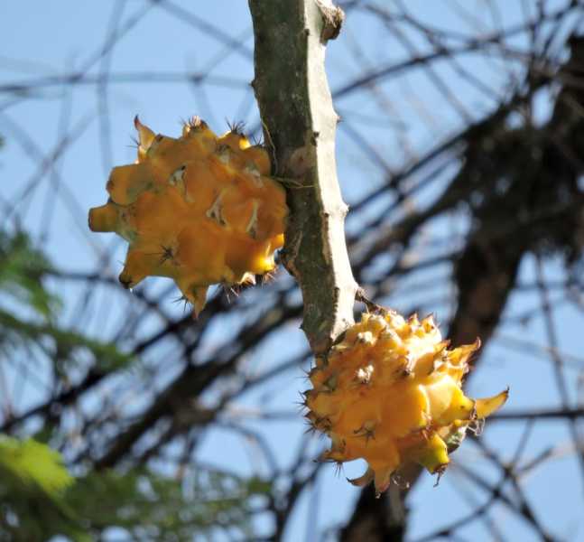 Перу, в натуре! Крайний север, декабрь 2025 – январь 2026