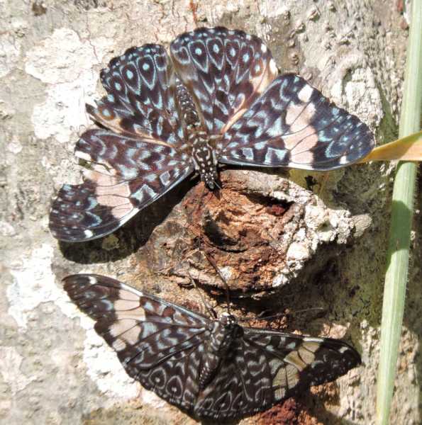 Перу, в натуре! Крайний север, декабрь 2025 – январь 2026