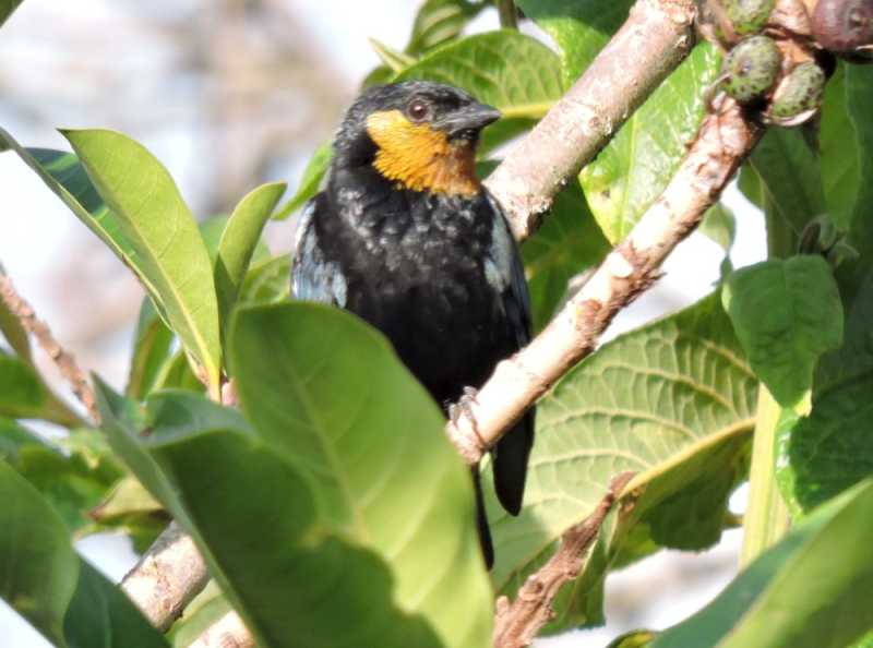 Перу, в натуре! Крайний север, декабрь 2025 – январь 2026