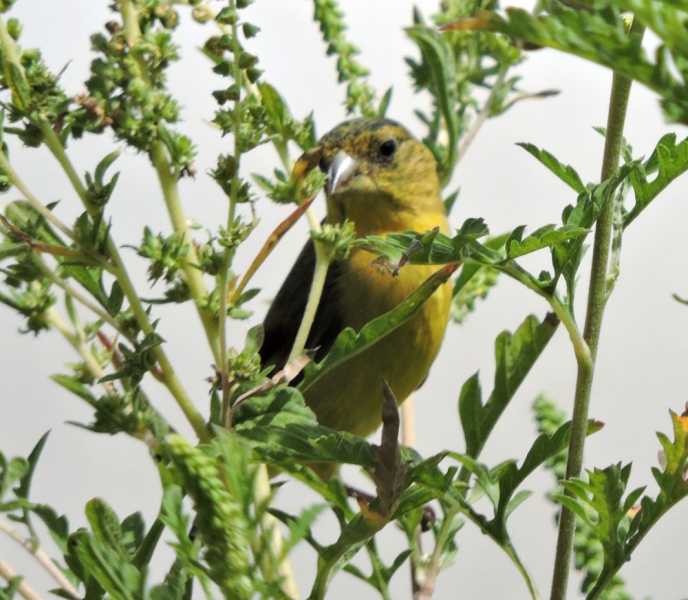 Перу, в натуре! Крайний север, декабрь 2025 – январь 2026