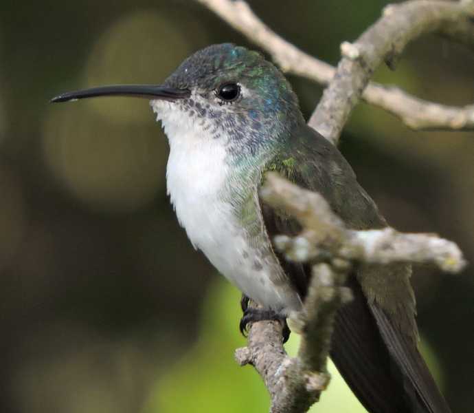 Перу, в натуре! Крайний север, декабрь 2025 – январь 2026