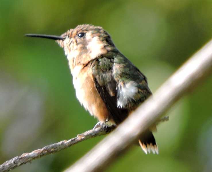 Перу, в натуре! Крайний север, декабрь 2025 – январь 2026