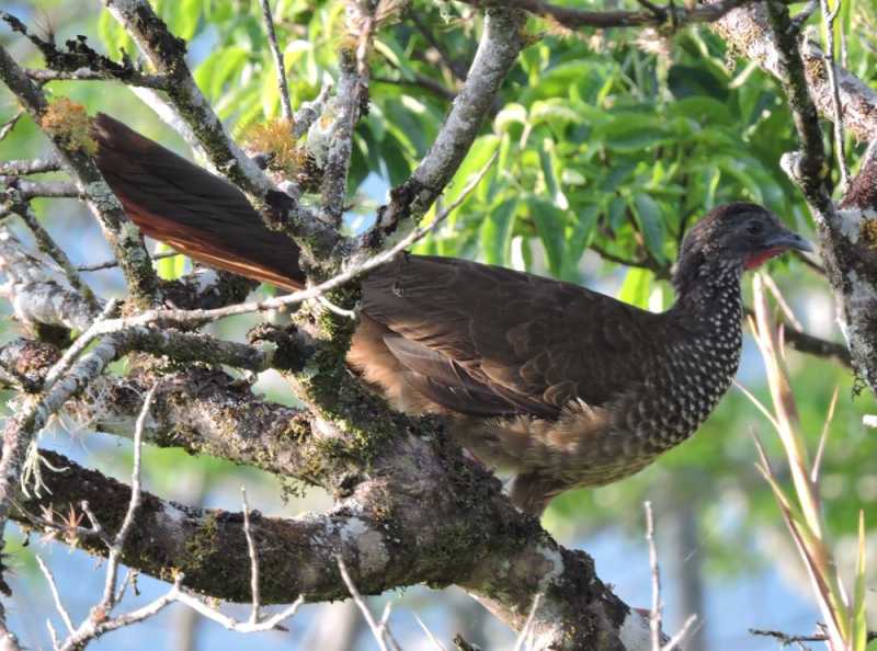 Перу, в натуре! Крайний север, декабрь 2025 – январь 2026