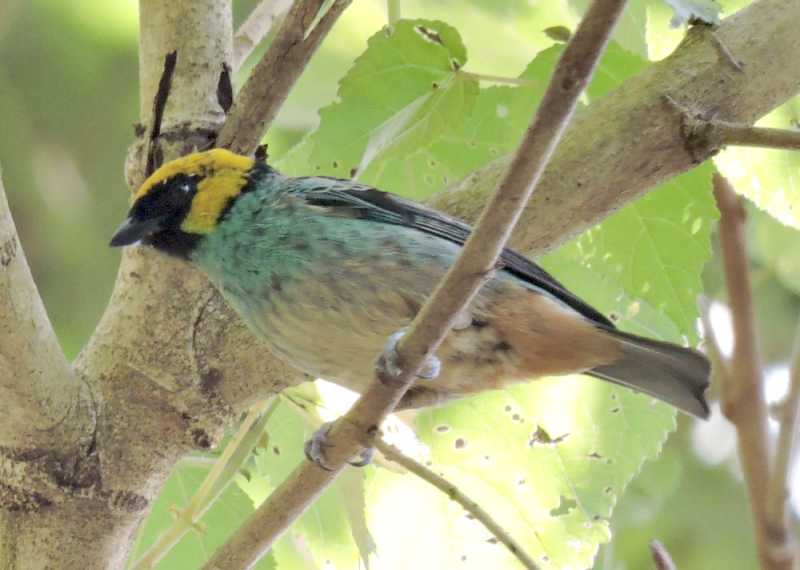 Перу, в натуре! Крайний север, декабрь 2025 – январь 2026