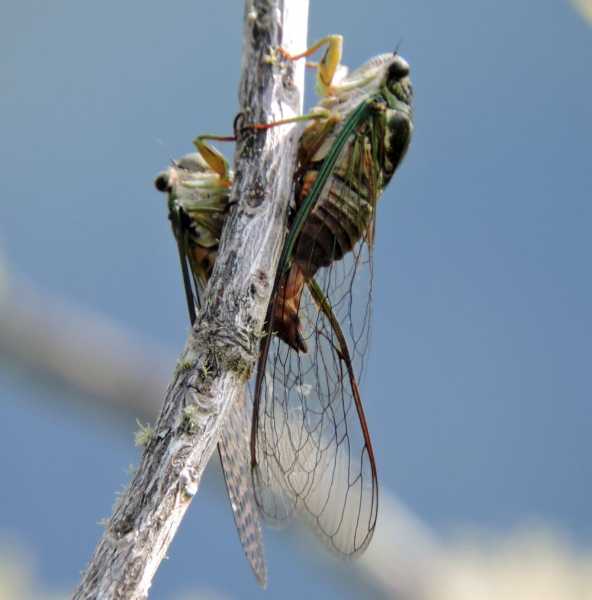 Перу, в натуре! Крайний север, декабрь 2025 – январь 2026