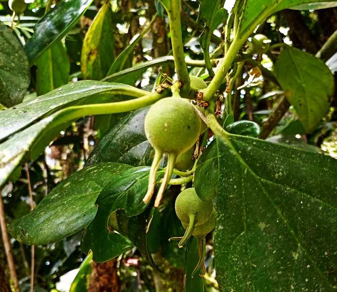 Перу, в натуре! Крайний север, декабрь 2025 – январь 2026