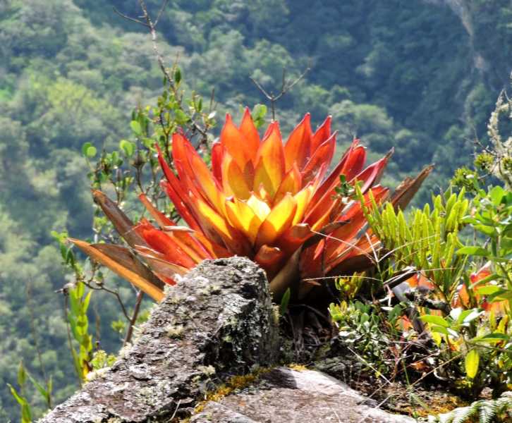 Перу, в натуре! Крайний север, декабрь 2025 – январь 2026