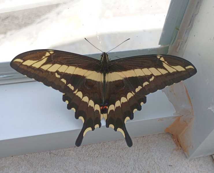 Перу, в натуре! Крайний север, декабрь 2025 – январь 2026