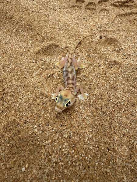 Южно-африканские приключения часть 2 20000 км (Намибия, Ботсвана, Замбия, Малави, Мозамбик) октябрь-декабрь 2025