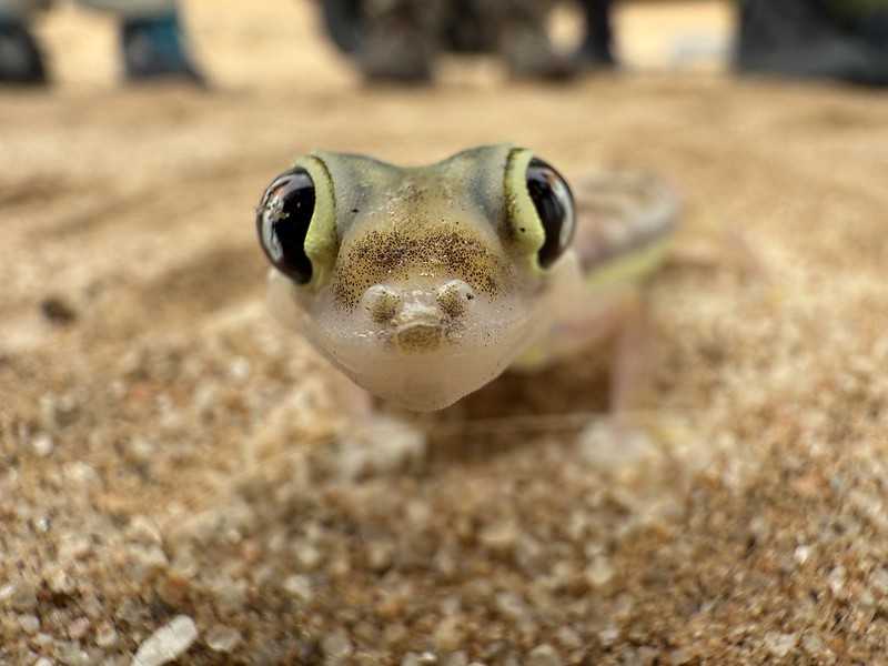 Южно-африканские приключения часть 2 20000 км (Намибия, Ботсвана, Замбия, Малави, Мозамбик) октябрь-декабрь 2025