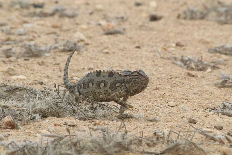 Южно-африканские приключения часть 2 20000 км (Намибия, Ботсвана, Замбия, Малави, Мозамбик) октябрь-декабрь 2025