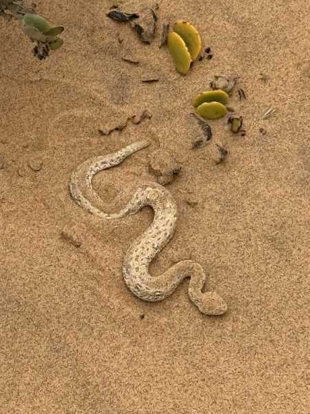 Южно-африканские приключения часть 2 20000 км (Намибия, Ботсвана, Замбия, Малави, Мозамбик) октябрь-декабрь 2025