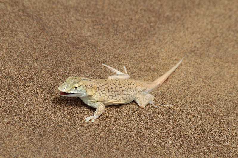 Южно-африканские приключения часть 2 20000 км (Намибия, Ботсвана, Замбия, Малави, Мозамбик) октябрь-декабрь 2025