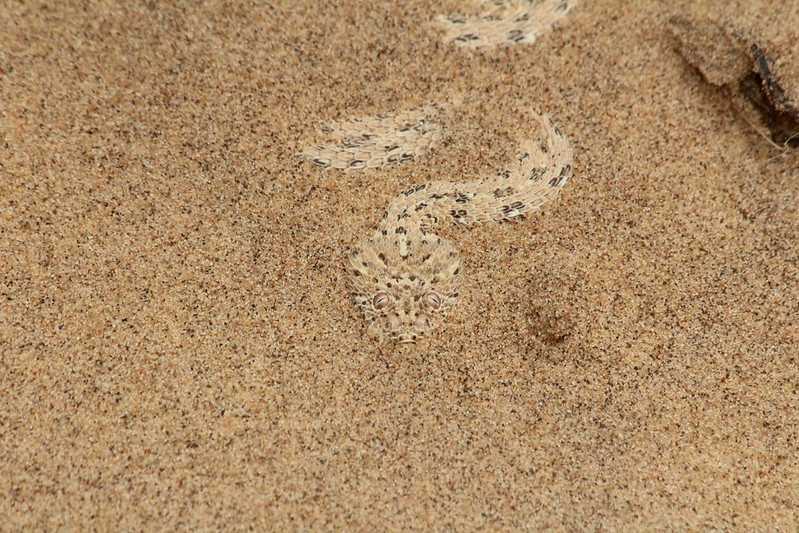 Южно-африканские приключения часть 2 20000 км (Намибия, Ботсвана, Замбия, Малави, Мозамбик) октябрь-декабрь 2025