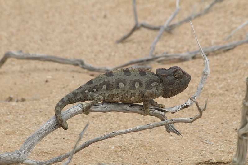 Южно-африканские приключения часть 2 20000 км (Намибия, Ботсвана, Замбия, Малави, Мозамбик) октябрь-декабрь 2025