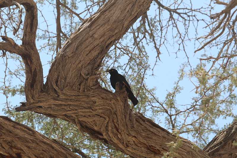 Южно-африканские приключения часть 2 20000 км (Намибия, Ботсвана, Замбия, Малави, Мозамбик) октябрь-декабрь 2025