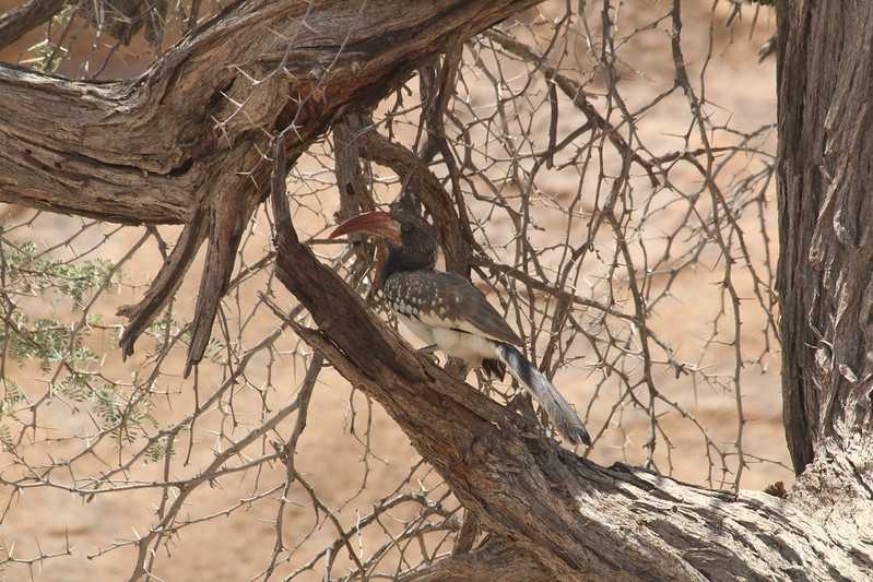 Южно-африканские приключения часть 2 20000 км (Намибия, Ботсвана, Замбия, Малави, Мозамбик) октябрь-декабрь 2025