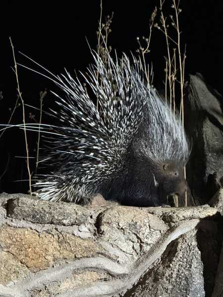 Южно-африканские приключения часть 2 20000 км (Намибия, Ботсвана, Замбия, Малави, Мозамбик) октябрь-декабрь 2025