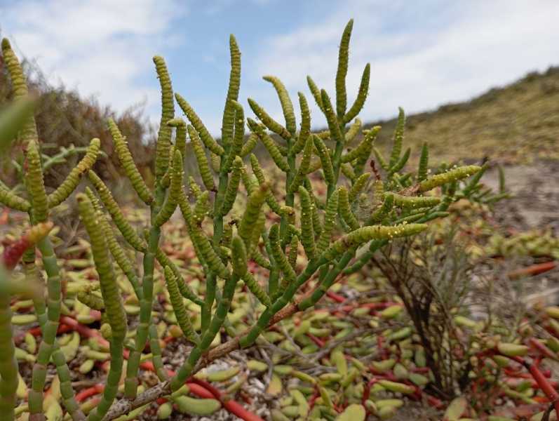 Перу, в натуре! Крайний север, декабрь 2025 – январь 2026