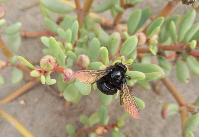 Перу, в натуре! Крайний север, декабрь 2025 – январь 2026
