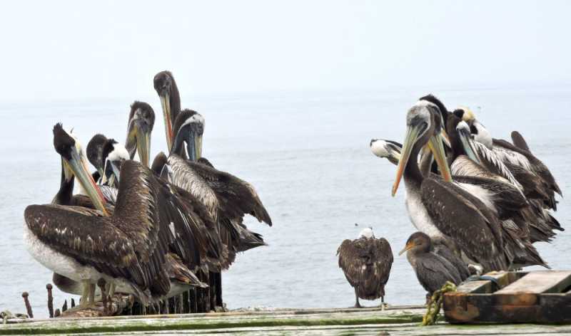 Перу, в натуре! Крайний север, декабрь 2025 – январь 2026