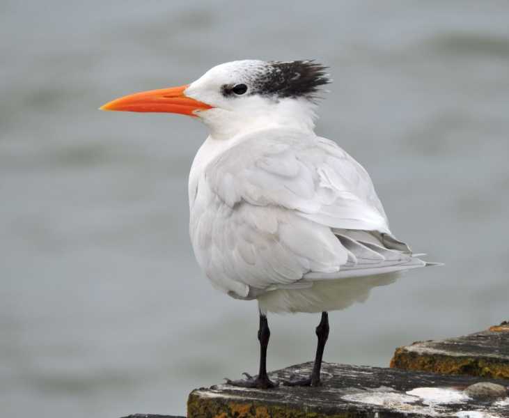 Перу, в натуре! Крайний север, декабрь 2025 – январь 2026
