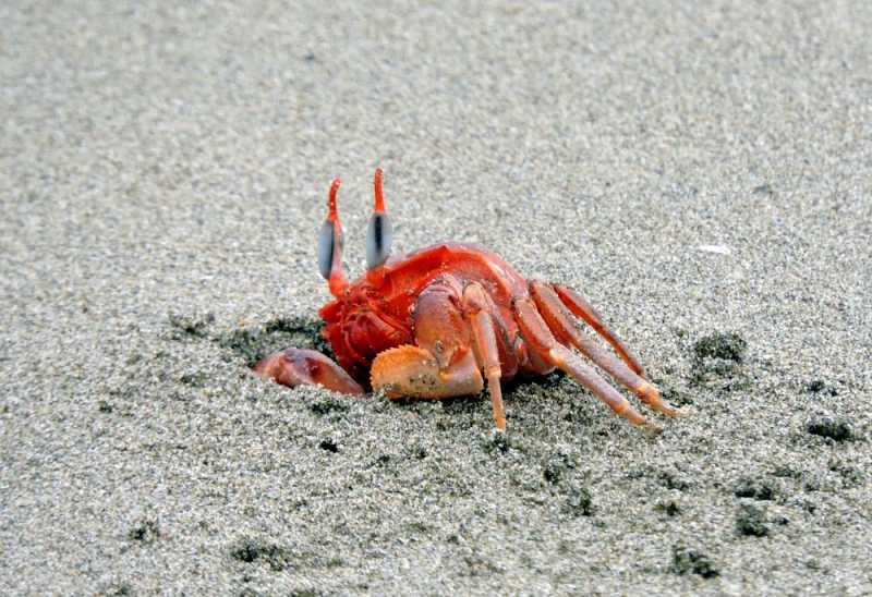 Перу, в натуре! Крайний север, декабрь 2025 – январь 2026