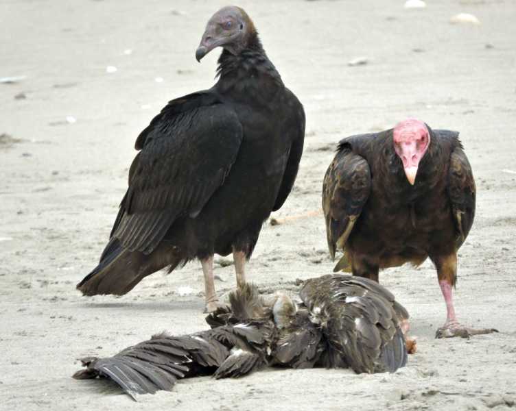 Перу, в натуре! Крайний север, декабрь 2025 – январь 2026