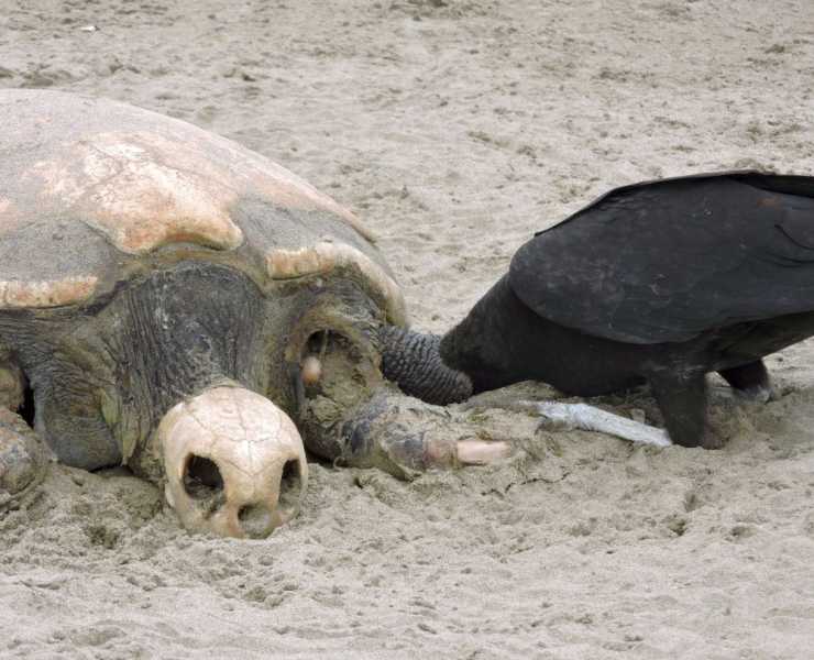 Перу, в натуре! Крайний север, декабрь 2025 – январь 2026