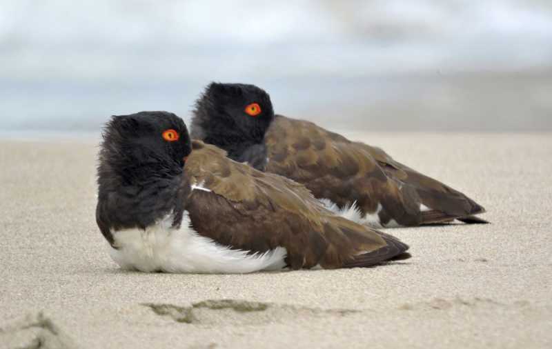 Перу, в натуре! Крайний север, декабрь 2025 – январь 2026