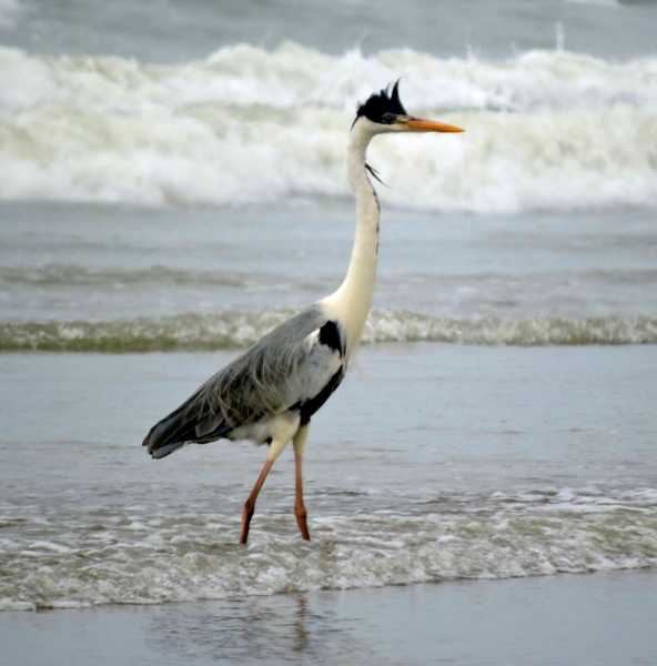 Перу, в натуре! Крайний север, декабрь 2025 – январь 2026